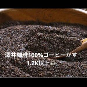 澤井珈琲豆かす100% 1.2 K以上