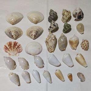 貝殻セット