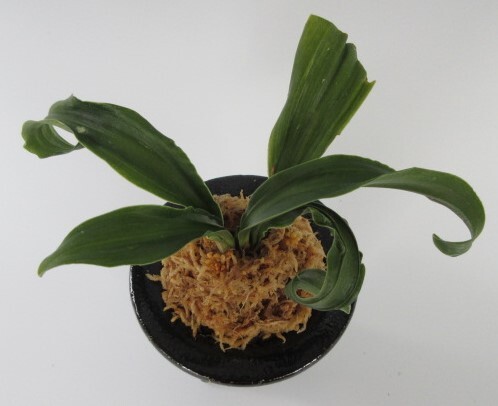 Yahoo!オークション -「万年青 獅子」(観葉植物) の落札相場 Yahoo!オークション -「万年青 獅子」(観葉植物) の落札相場