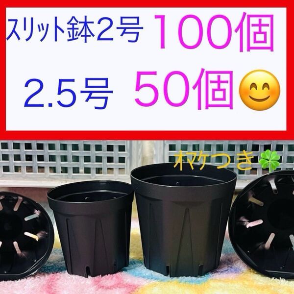 B②② スリット鉢お得セット★ブラック【2号100個】【2.5号50個】