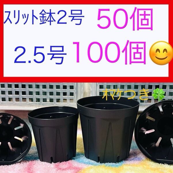 B②③ スリット鉢お得セット★ブラック【2号50個】【2.5号100個】