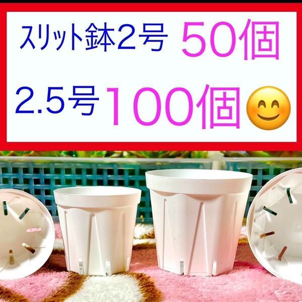 C②③ スリット鉢お得セット★ホワイト【2号50個】【2.5号100個】