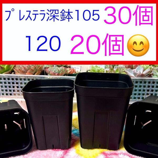 F⑤ プレステラお得セット★ 【105深鉢30個】【120深鉢20個】