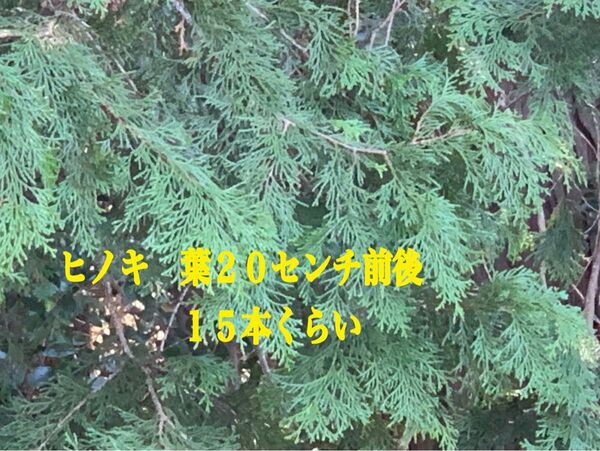 ヒノキの葉 檜の葉