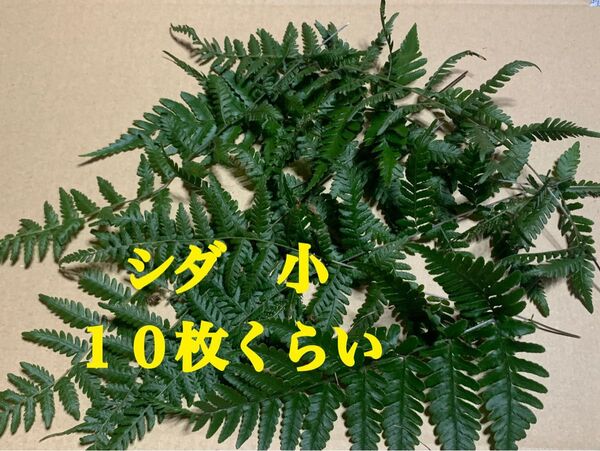 シダ 小 10枚くらい しだ シダ植物