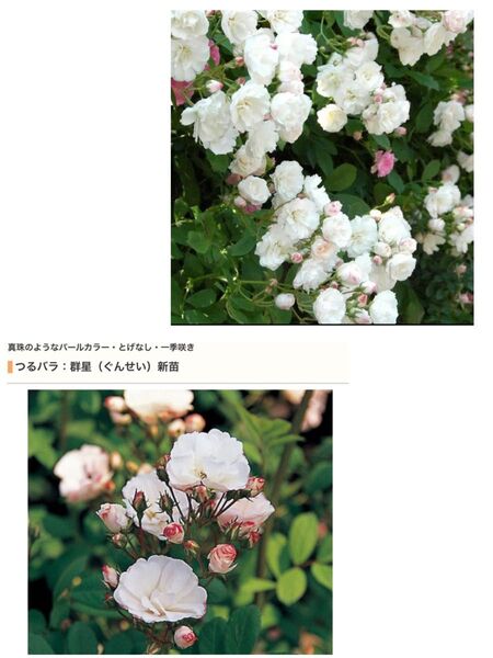 つるバラ 群星 さし穂 3本 バラカット枝
