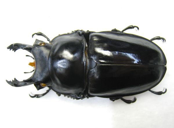 標本　マキシマムスマルバネクワガタ　70㎜ 標本 マキシマムスマルバネクワガタ 70㎜ 標本 マキシマムス