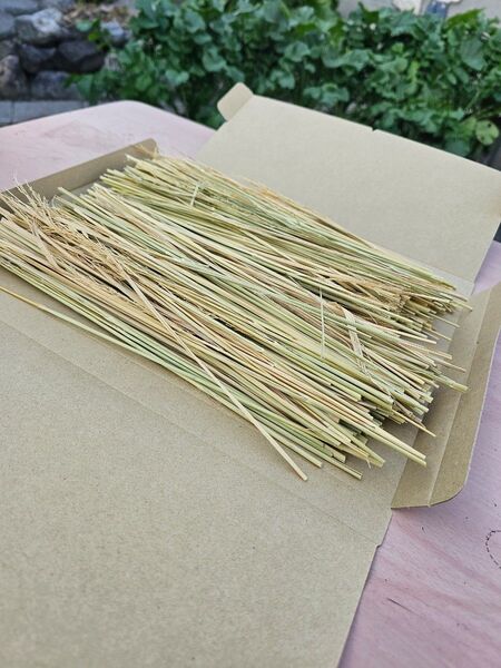 無農薬稲わら ネコポスサイズの箱いっぱい 稲藁 家庭菜園 マルチ 藁草履 メダカ産卵 カツオのたたき ペット 野菜