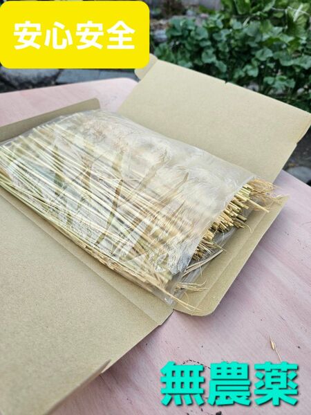 安心安全 ネコポス 箱いっぱい 乾燥藁 工作 納豆作り 無農薬稲わら 稲藁 ワラ自然栽培 家庭菜園 ペットの敷き藁 ナチュラル