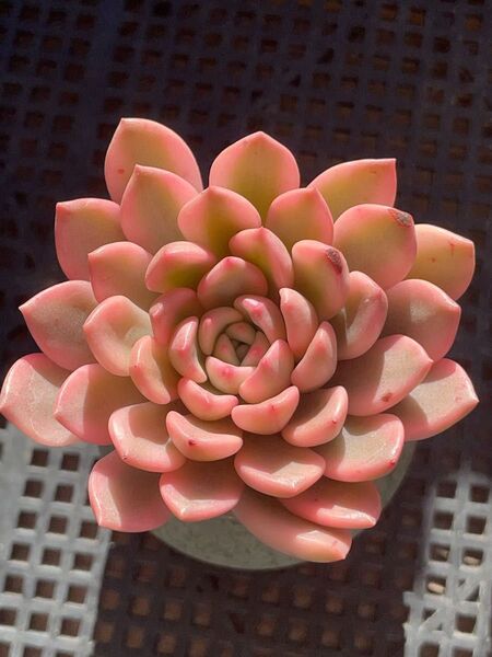 ピンクルビー錦 全員綺麗なピンク覆輪 多肉植物 エケベリア 1カットの出品です エケベリア 既に微発根済み