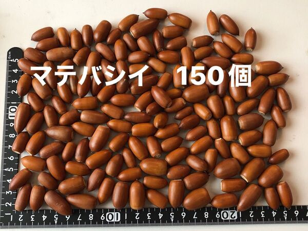 マテバシイ 150個 木の実 どんぐり 煮沸処理済み 自然乾燥 リース 工作 手芸 天然素材