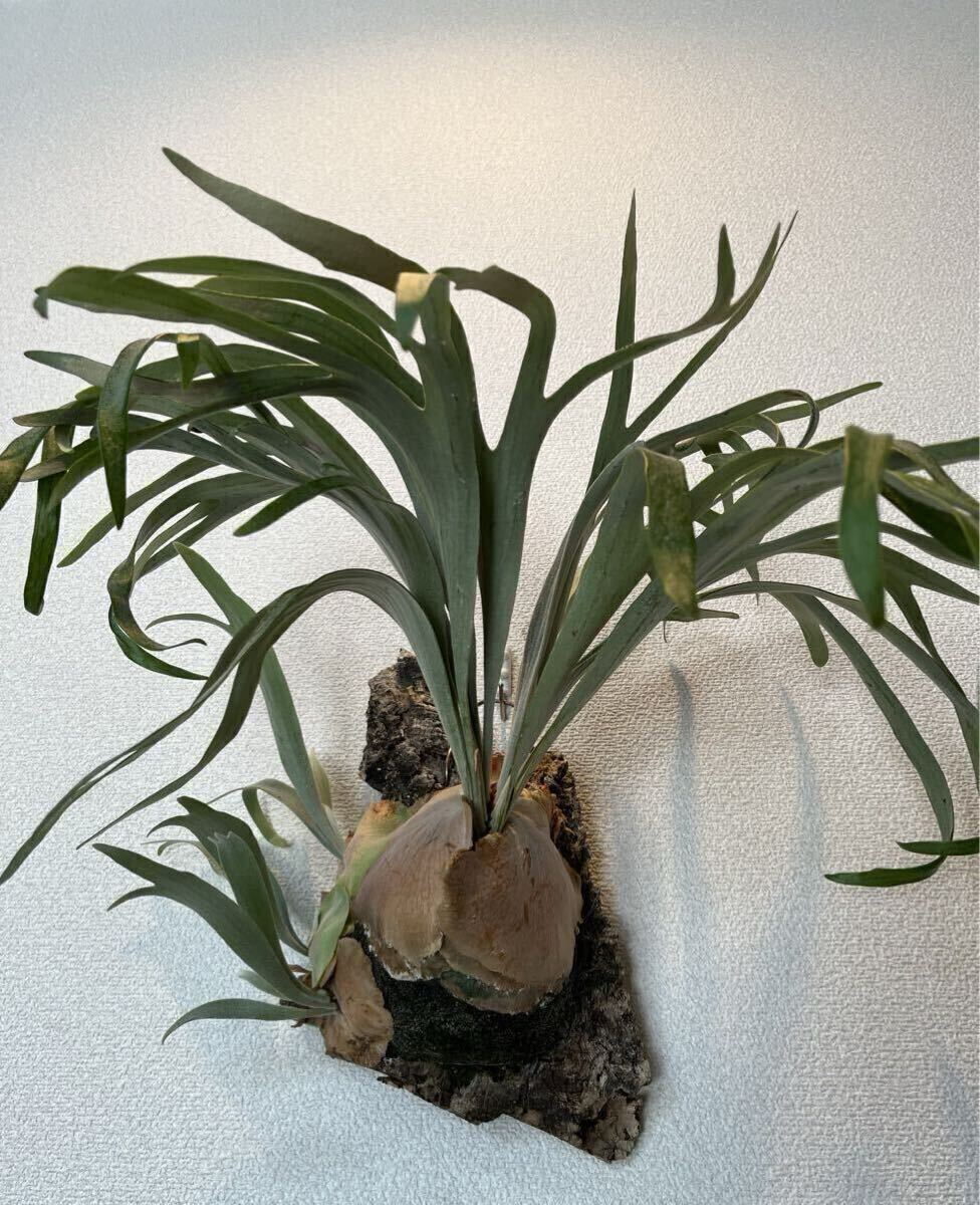 Yahoo!オークション -「ピューチャン」(観葉植物) の落札相場 Yahoo!オークション -「ピューチャン」(観葉植物) の落札相場