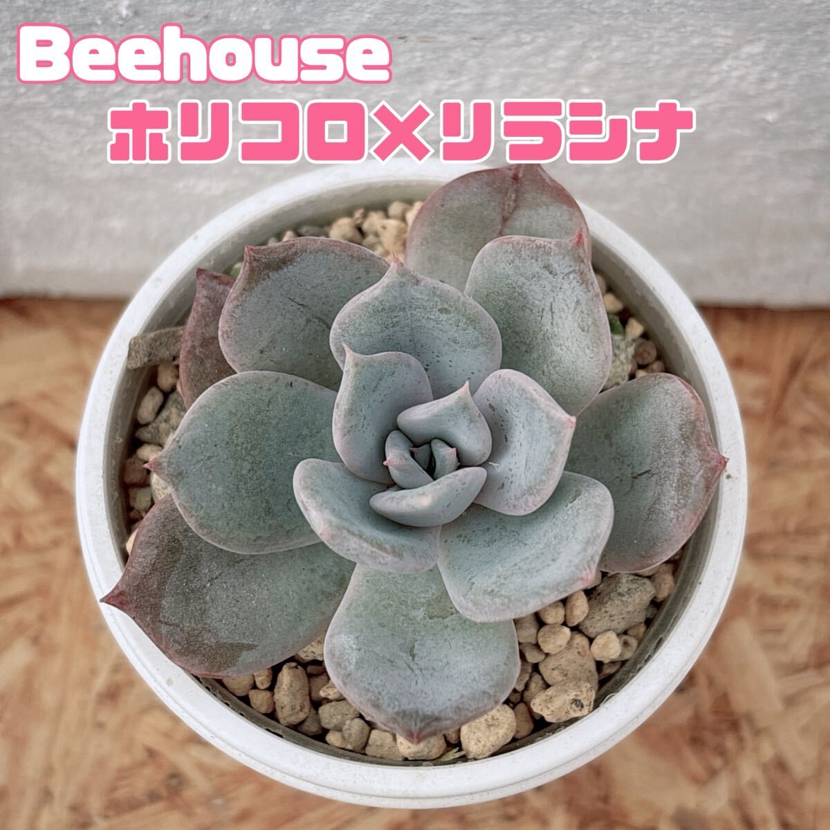 Yahoo!オークション -「beehouse エケベリア」の落札相場・落札価格 Yahoo!オークション -「beehouse エケベリア」の落札相場・落札価格