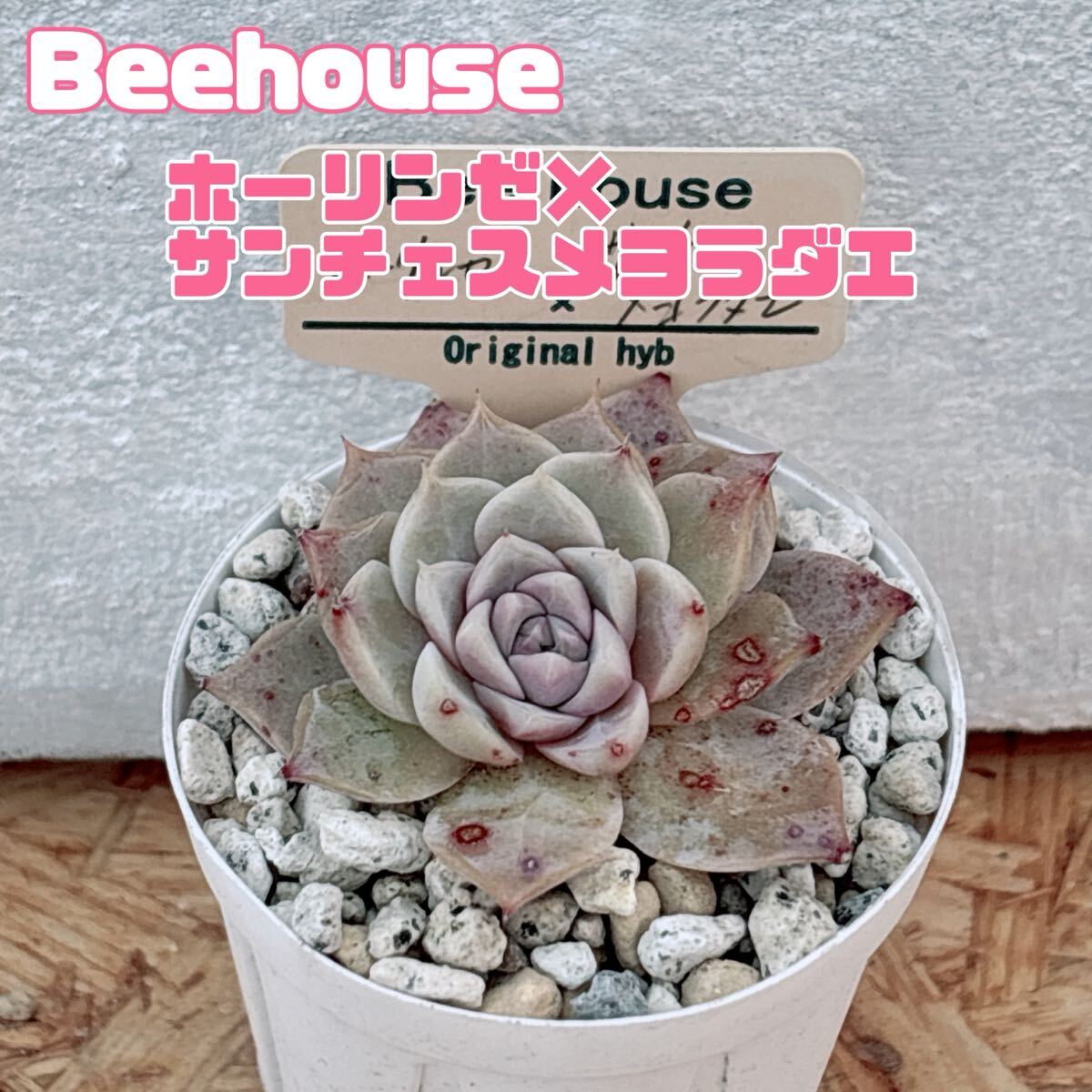 Yahoo!オークション -「beehouse エケベリア」の落札相場・落札価格 Yahoo!オークション -「beehouse エケベリア」の落札相場・落札価格