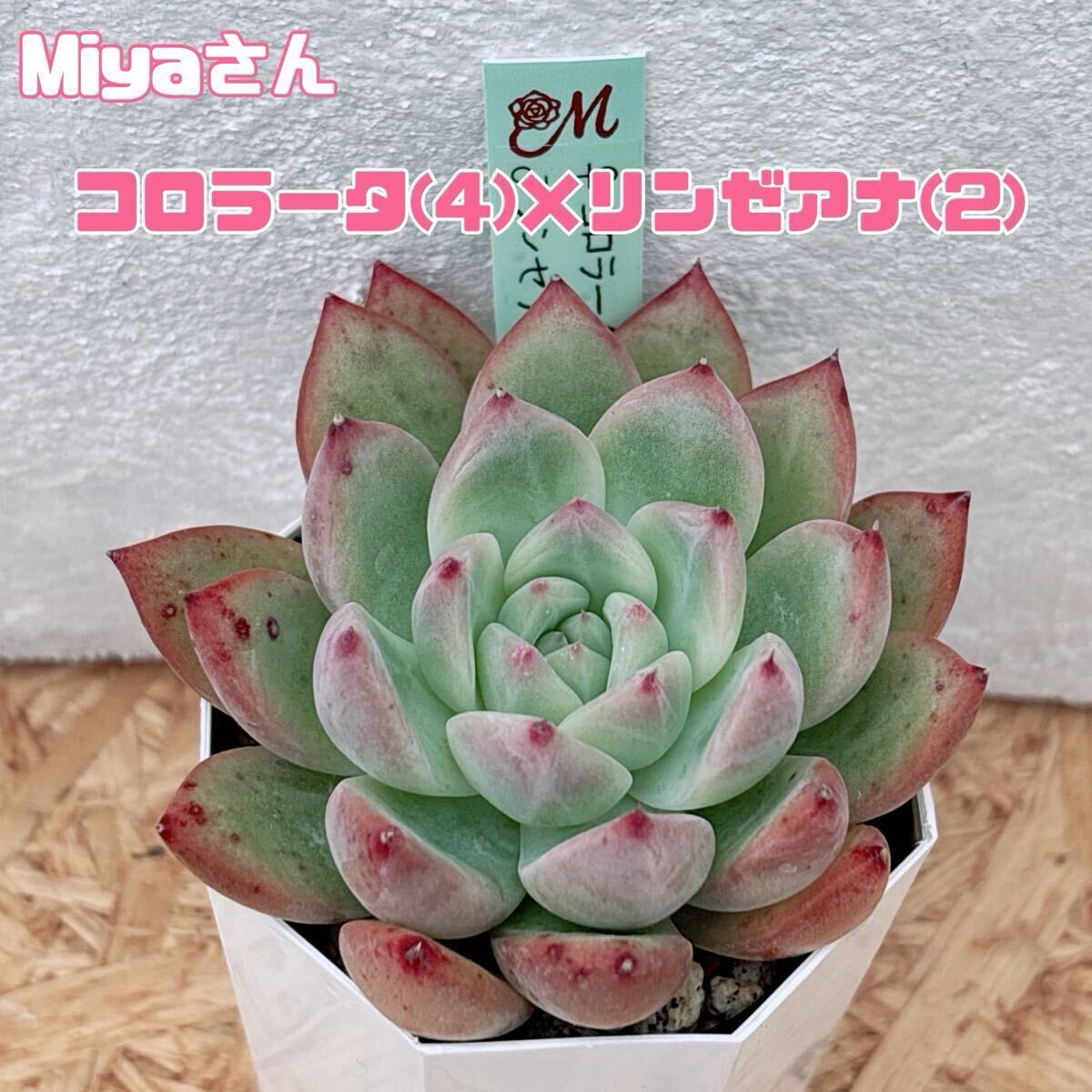 Yahoo!オークション -「   miya」(花、園芸) の落札相場・落札価格