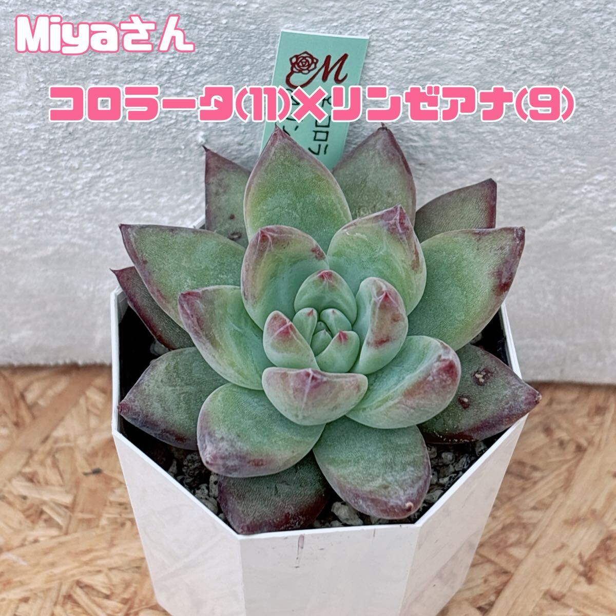 ひなの （sis）miyaさん苗 エケベリア 多肉植物 - メルカリ