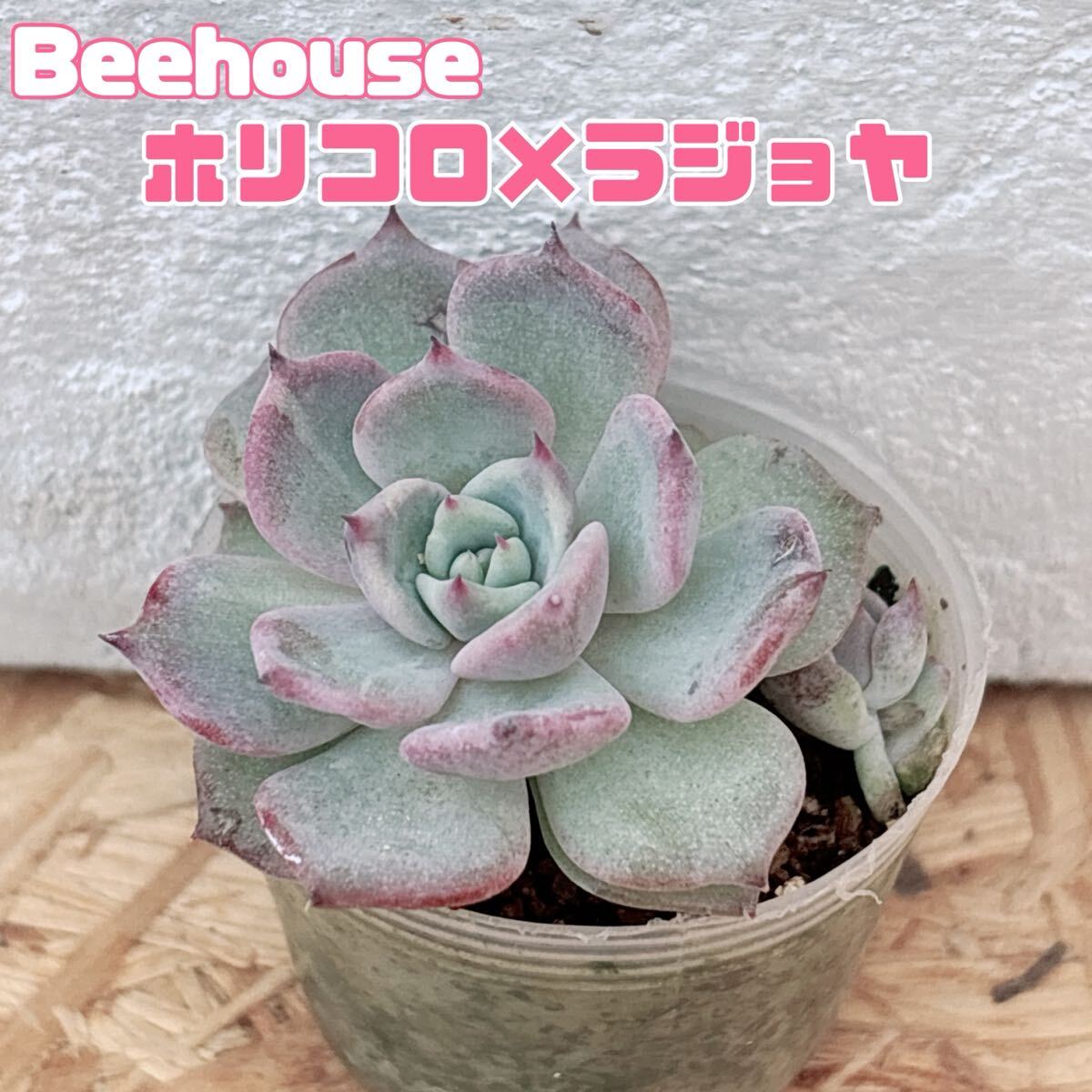 Yahoo!オークション -「beehouse エケベリア」の落札相場・落札価格 Yahoo!オークション -「beehouse エケベリア」の落札相場・落札価格