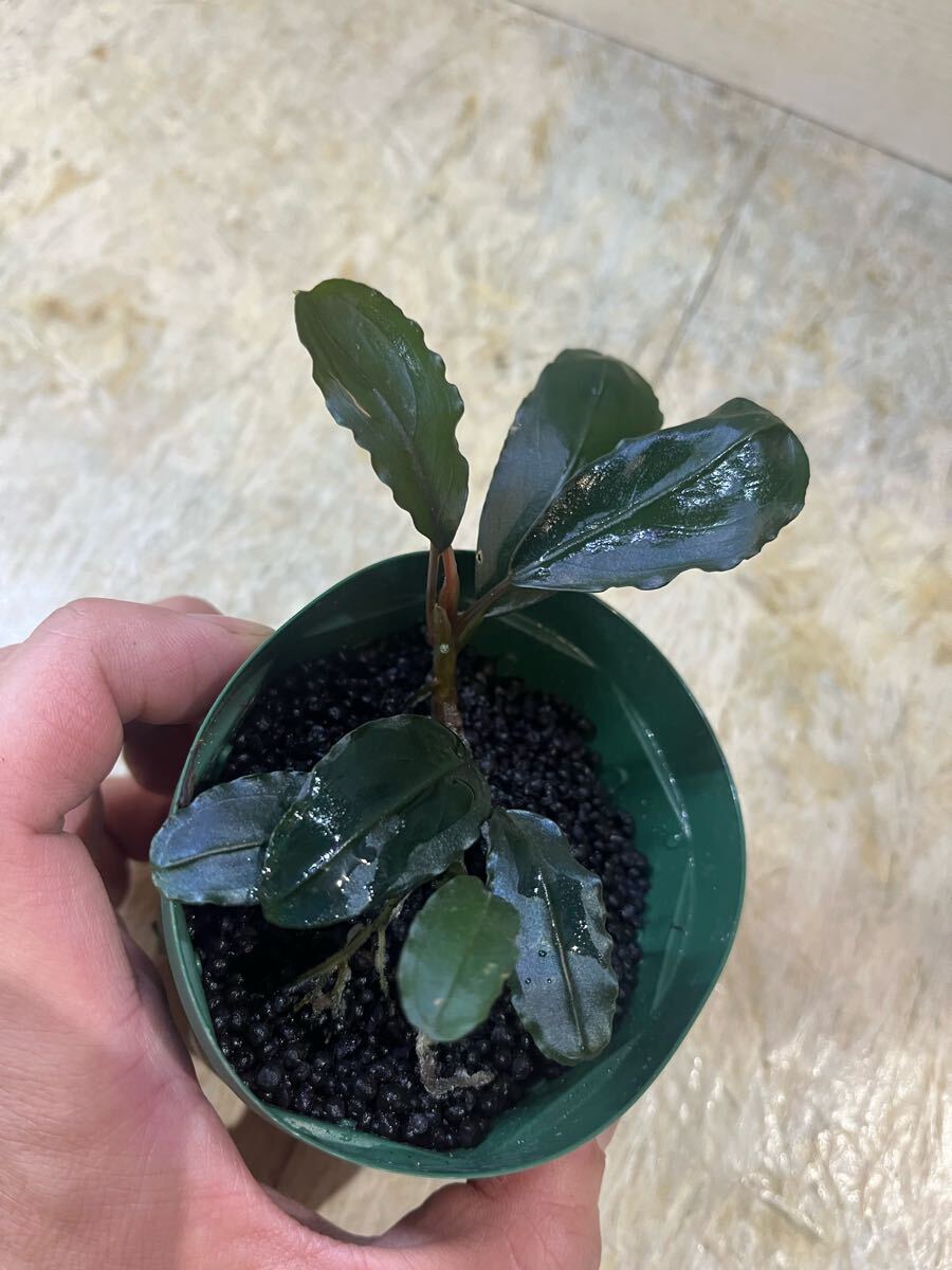 Yahoo!オークション -「ブセファランドラ」(観葉植物) の落札 Yahoo!オークション -「ブセファランドラ」(観葉植物) の落札