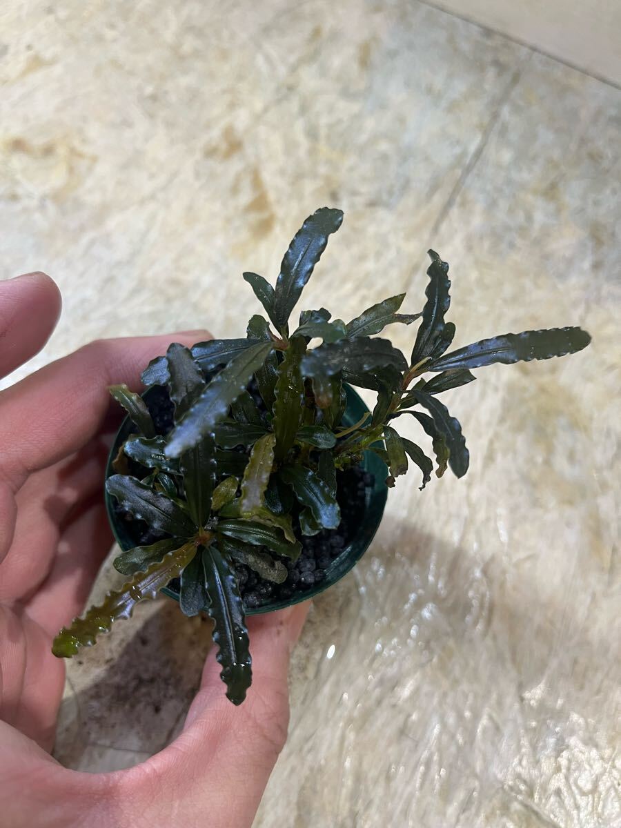 Yahoo!オークション -「ブセファランドラ」(観葉植物) の落札