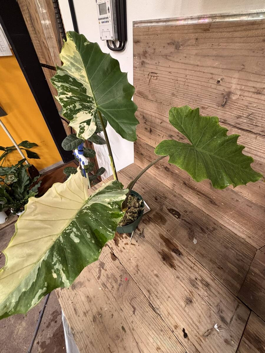 Alocasia Portora Albo Variegated 4” Exact Plant – Rare