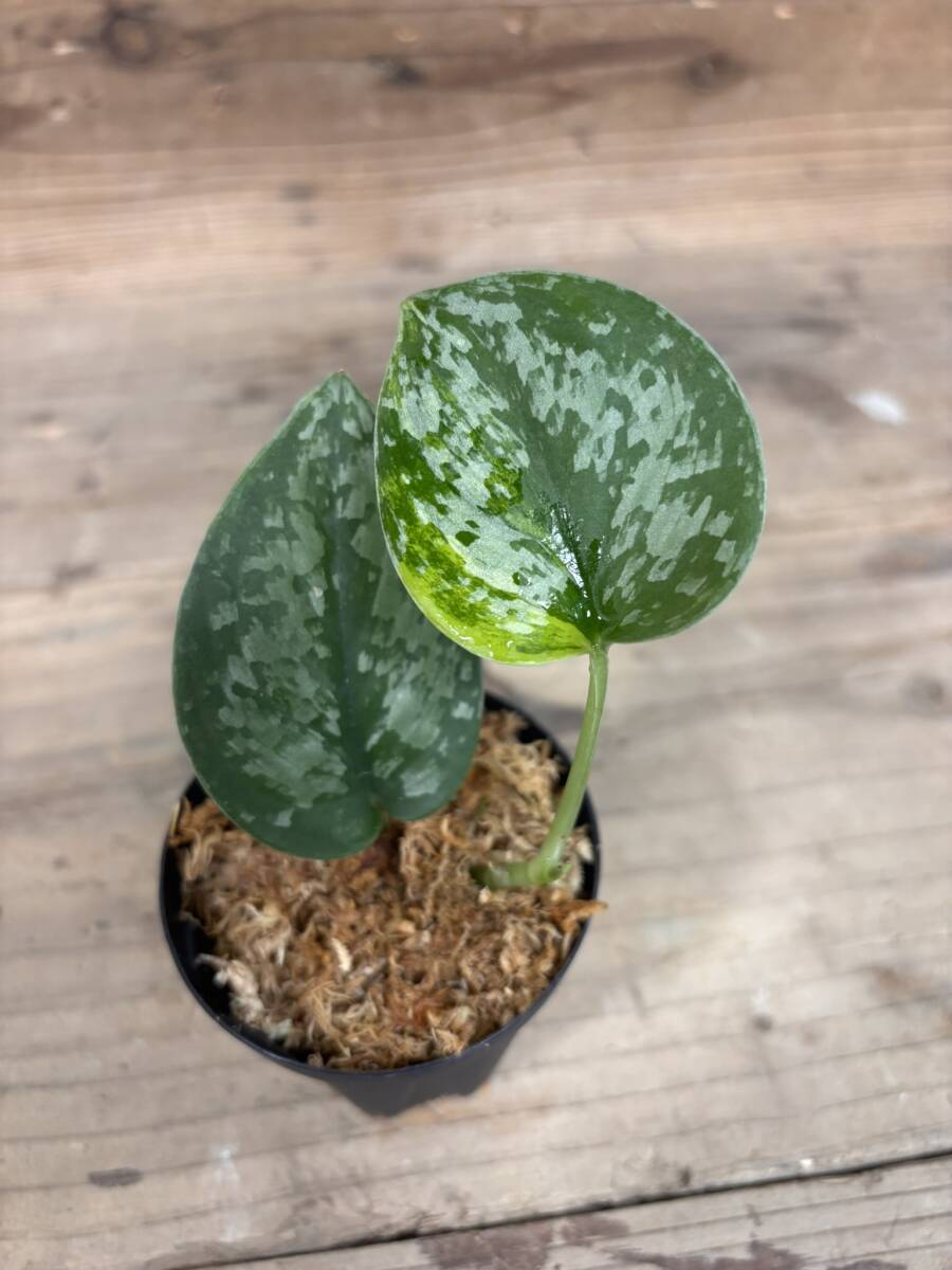 Yahoo!オークション -「exotica」(観葉植物) の落札相場・落札価格 Yahoo!オークション -「exotica」(観葉植物) の落札相場・落札価格