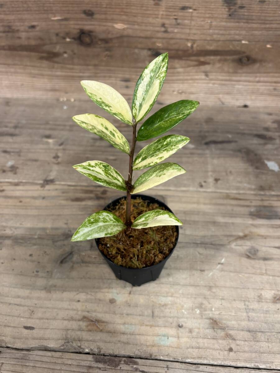 Yahoo!オークション -「:ミオ」(その他) (観葉植物)の落札相場 Yahoo!オークション -「:ミオ」(その他) (観葉植物)の落札相場
