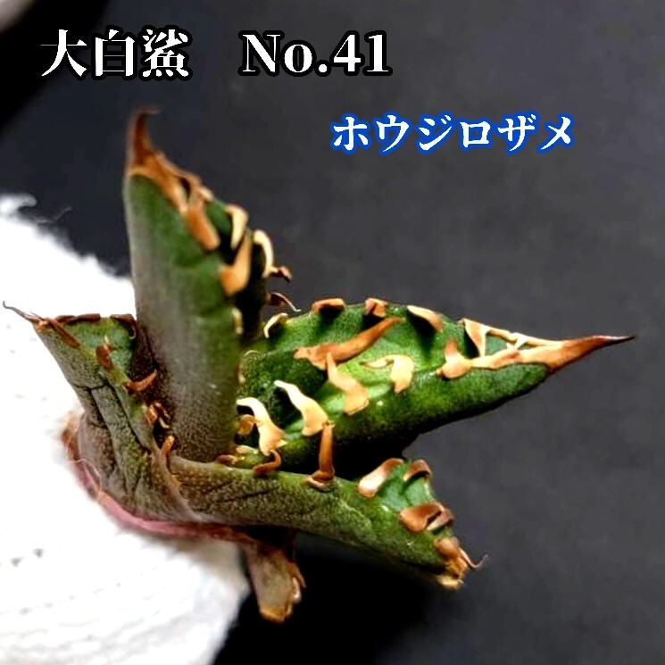 アガベ パリートランカータ 美株 アガベ アガベ パリートランカータ 美株 アガベ