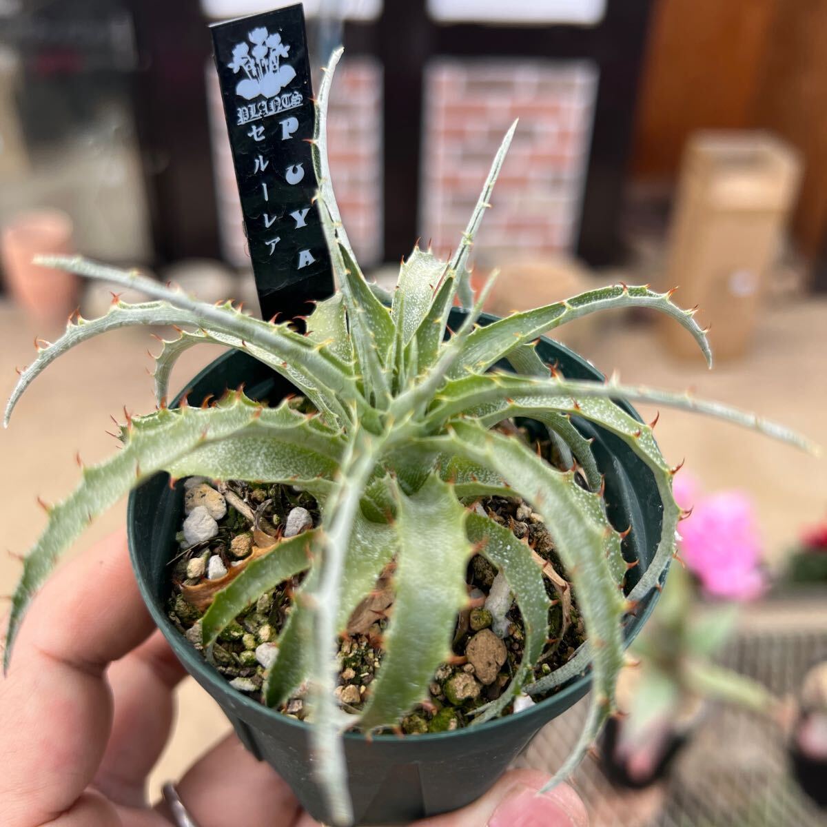 Yahoo!オークション -「プヤ セルーレア」(観葉植物) の落札相場 Yahoo!オークション -「プヤ セルーレア」(観葉植物) の落札相場