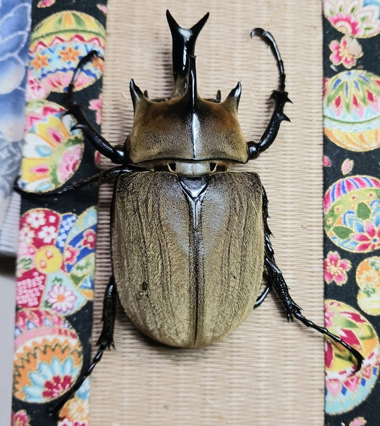 ギアス・ルンバッシャー新成虫ペア即ブリゾウカブトムシ