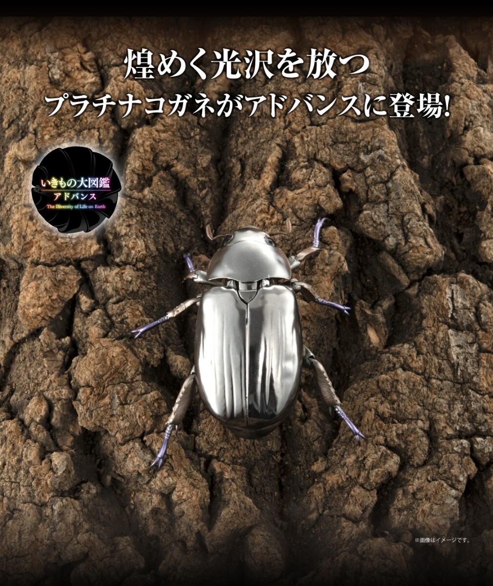 Yahoo!オークション -「プラチナコガネ」の落札相場・落札価格 Yahoo!オークション -「プラチナコガネ」の落札相場・落札価格