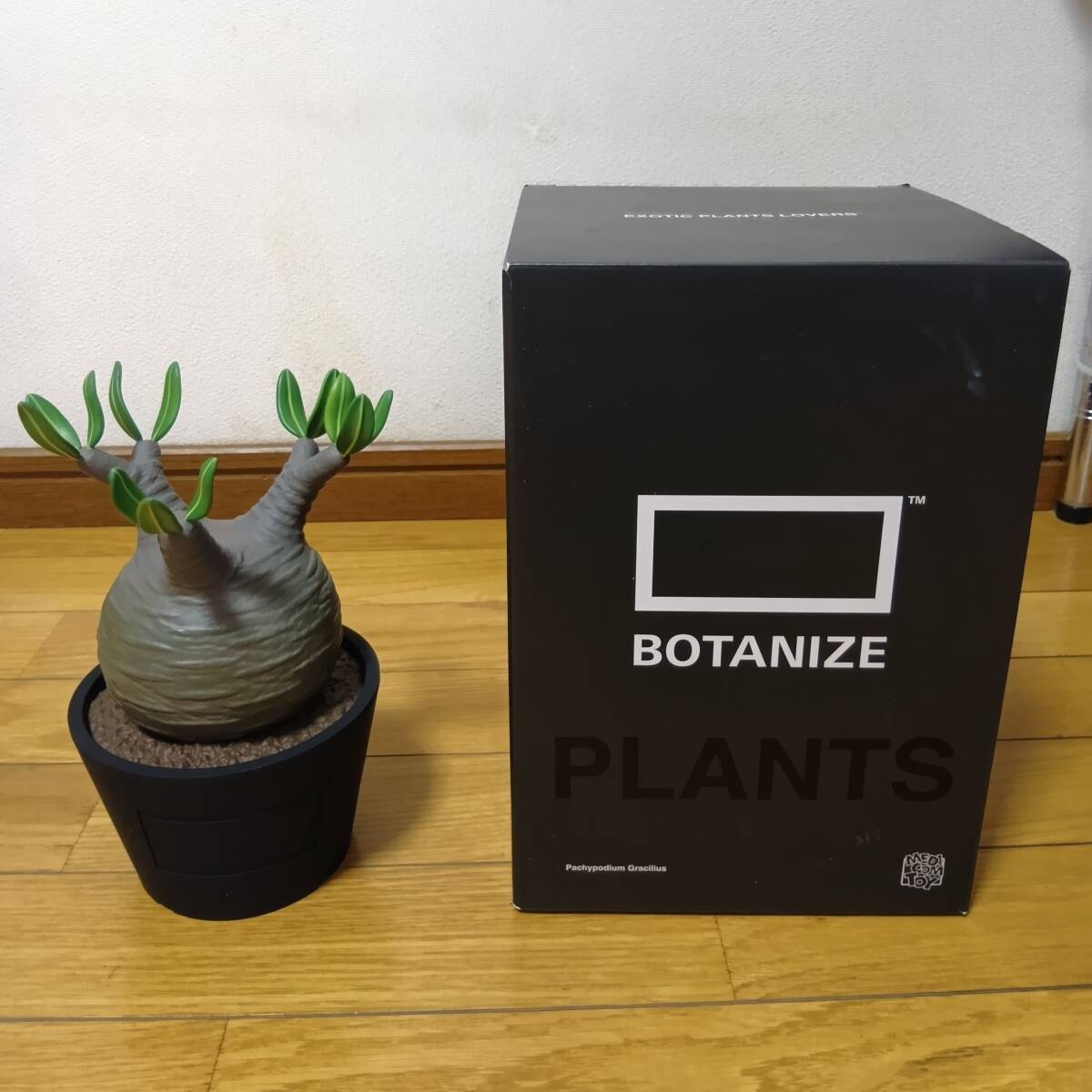 Yahoo!オークション -「pachypodium gracilius」(おもちゃ Yahoo!オークション -「pachypodium gracilius」(おもちゃ