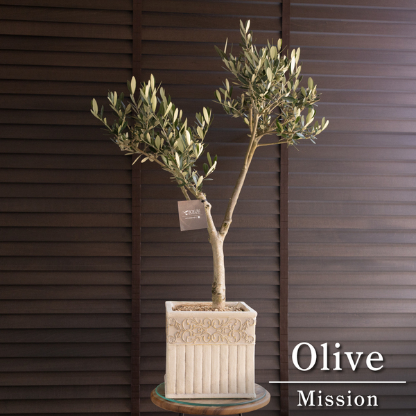 創樹 オリーブの木 SOUJU 幹太 Mission ミッション スクエアー陶器鉢 オリーブ