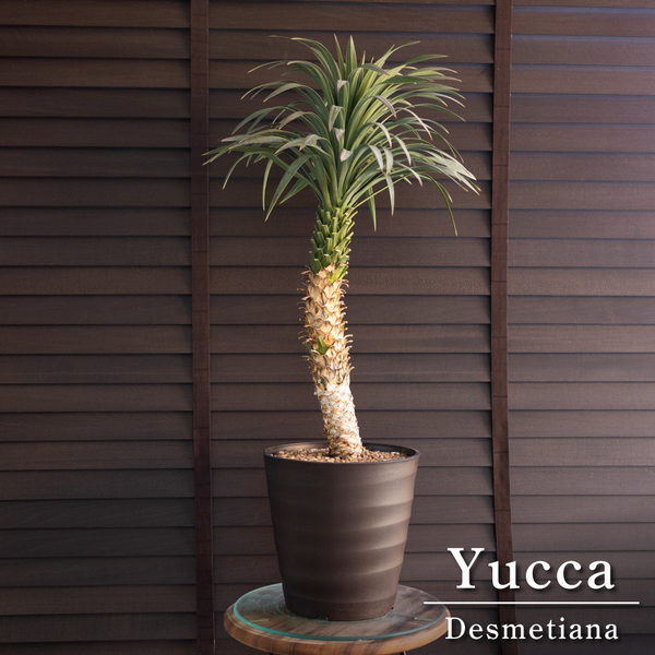 ユッカ デスメティアーナ 7号 Yucca Desmetiana ヤシ 幹立ち 0222BR