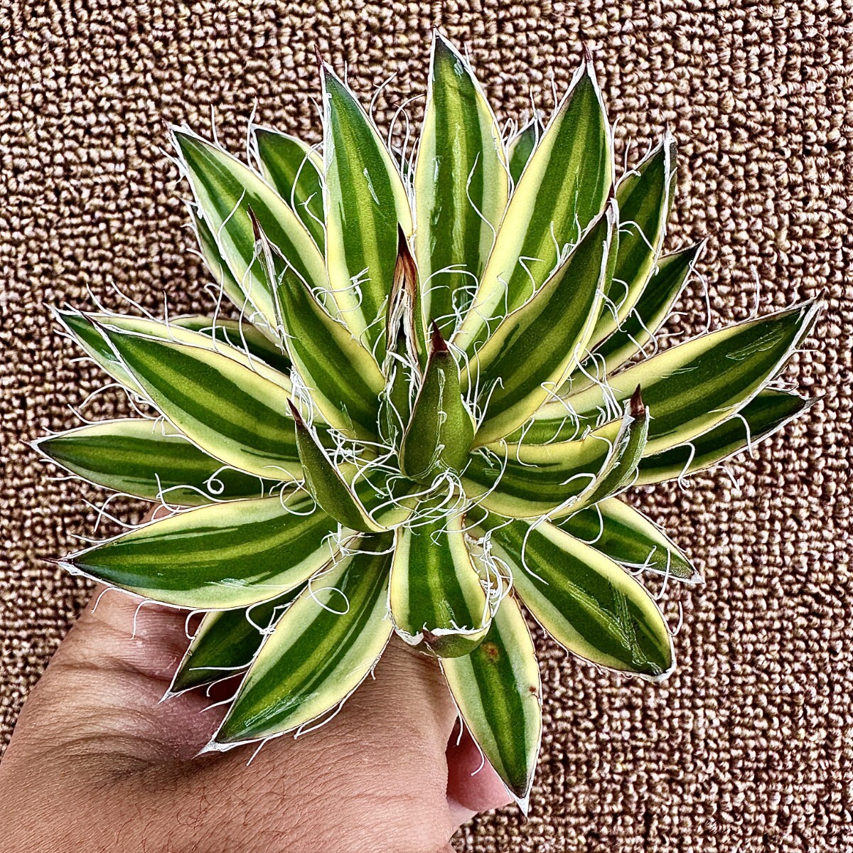 Yahoo!オークション -「アガベ 乱れ雪」(観葉植物) の落札相場 Yahoo!オークション -「アガベ 乱れ雪」(観葉植物) の落札相場