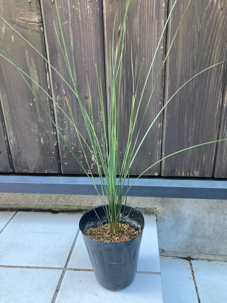 Yahoo!オークション -「クサントロエア」(ユッカ) (観葉植物)の Yahoo!オークション -「クサントロエア」(ユッカ) (観葉植物)の
