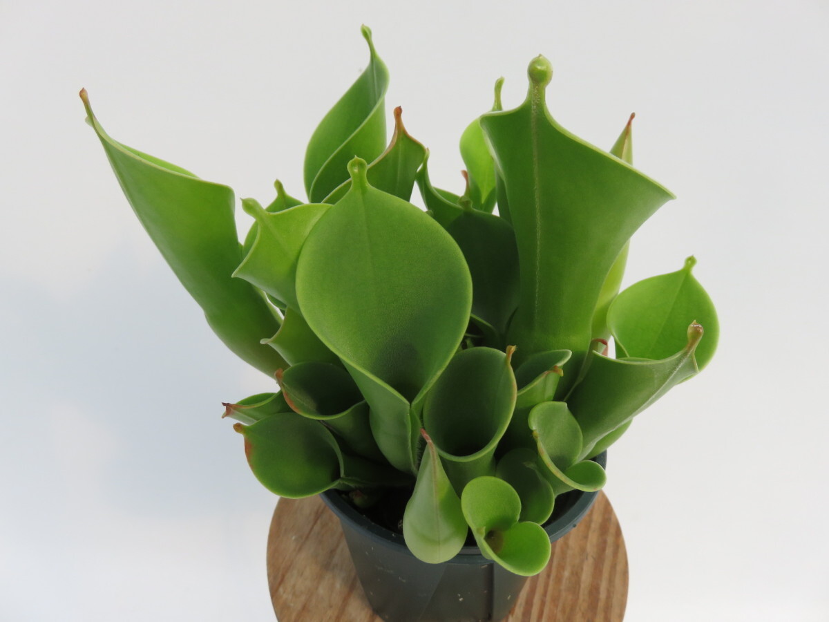 Heliamphora minor 