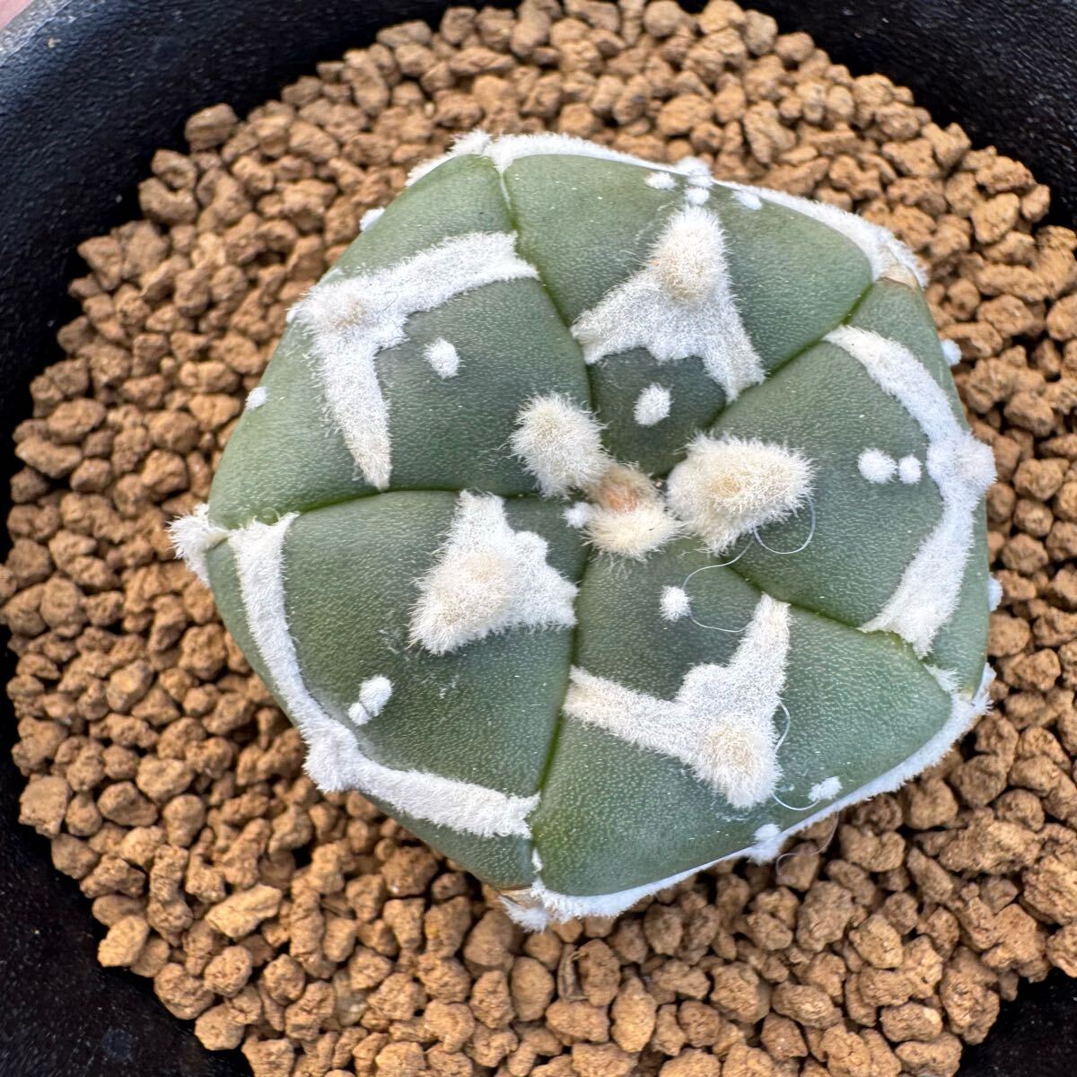 ★サボテン・多肉植物★900★アストロフィツム スーパー兜 V字アロータイプ 実生 Astrophytum asterias cv. “SUPER”★seedling.