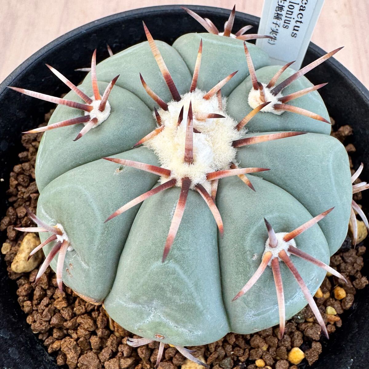 ★サボテン・多肉植物★889★エキノカクタス Echinocactus horizonthalonius(自生地種子実生) 実生★seedling.