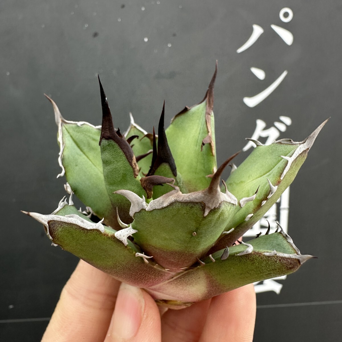 Yahoo!オークション -「crazy!」(アガベ) (観葉植物)の落札相場 Yahoo!オークション -「crazy!」(アガベ) (観葉植物)の落札相場