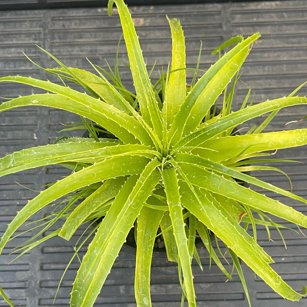 Yahoo!オークション -「ヘクチア」(アナナス) (観葉植物)の落札 Yahoo!オークション -「ヘクチア」(アナナス) (観葉植物)の落札