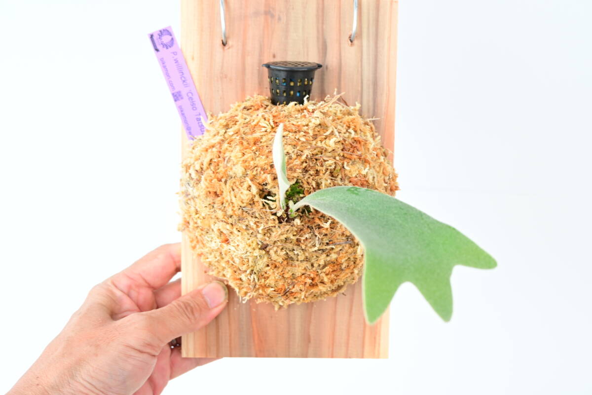 Yahoo!オークション -「ビカクシダ celso」(観葉植物) の落札