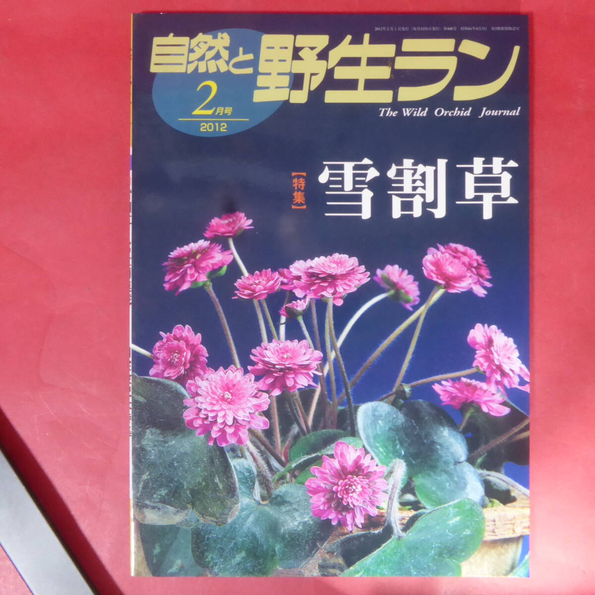 【予約受付中】 2025年最新】Yahoo!オークション -自然と野生ラン(本、雑誌)の 趣味・スポーツ・実用