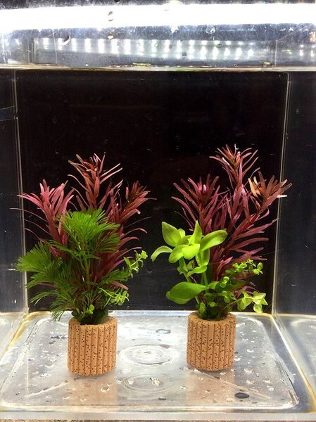 ☆置くだけ簡単レイアウト! 水草3種植え 2個セット 吸着系多孔質ろ材ライフマルチ付き ③