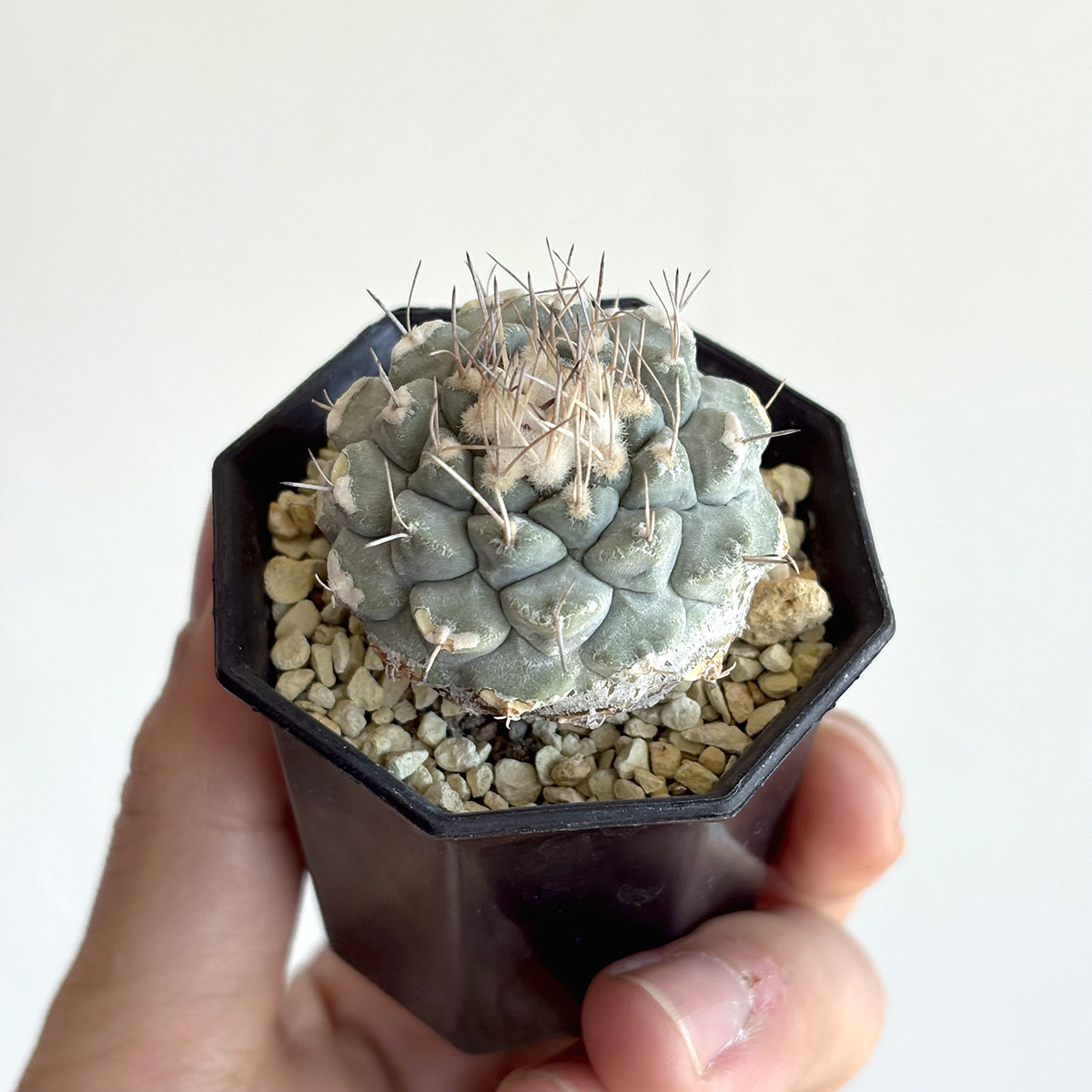 Strombocactus disciformis ストロンボカクタス 菊水A / 実生株・青磁・白刺 // サボテン