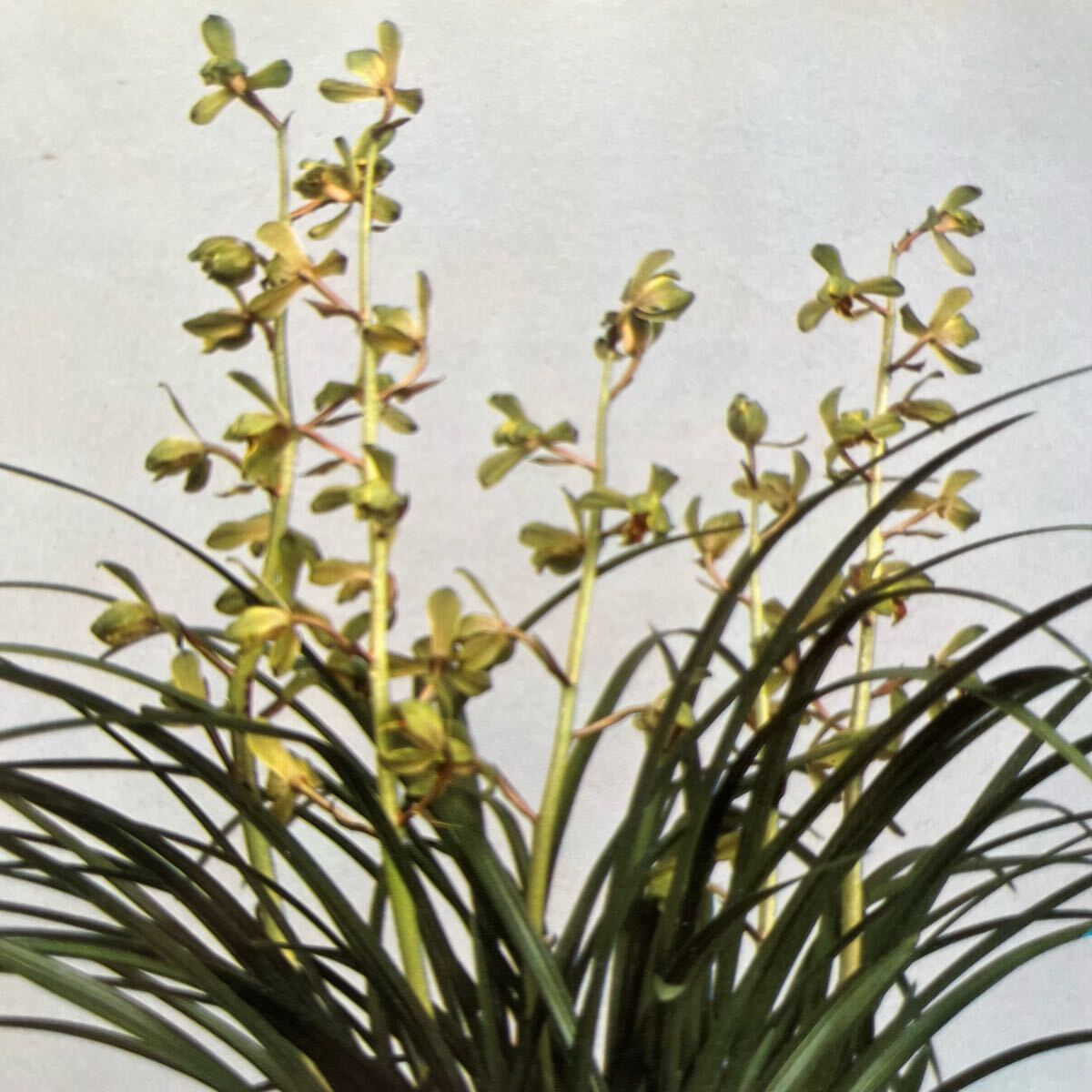 ◆日本春蘭 【　黄麗殿　】◆黄花素舌花芽付　◆韓国春蘭/中国春蘭/山野草/富貴蘭/寒蘭　◆ ◇◇日本春蘭  黄麗殿 ◇黄花素舌 韓国春蘭⁄中国春蘭