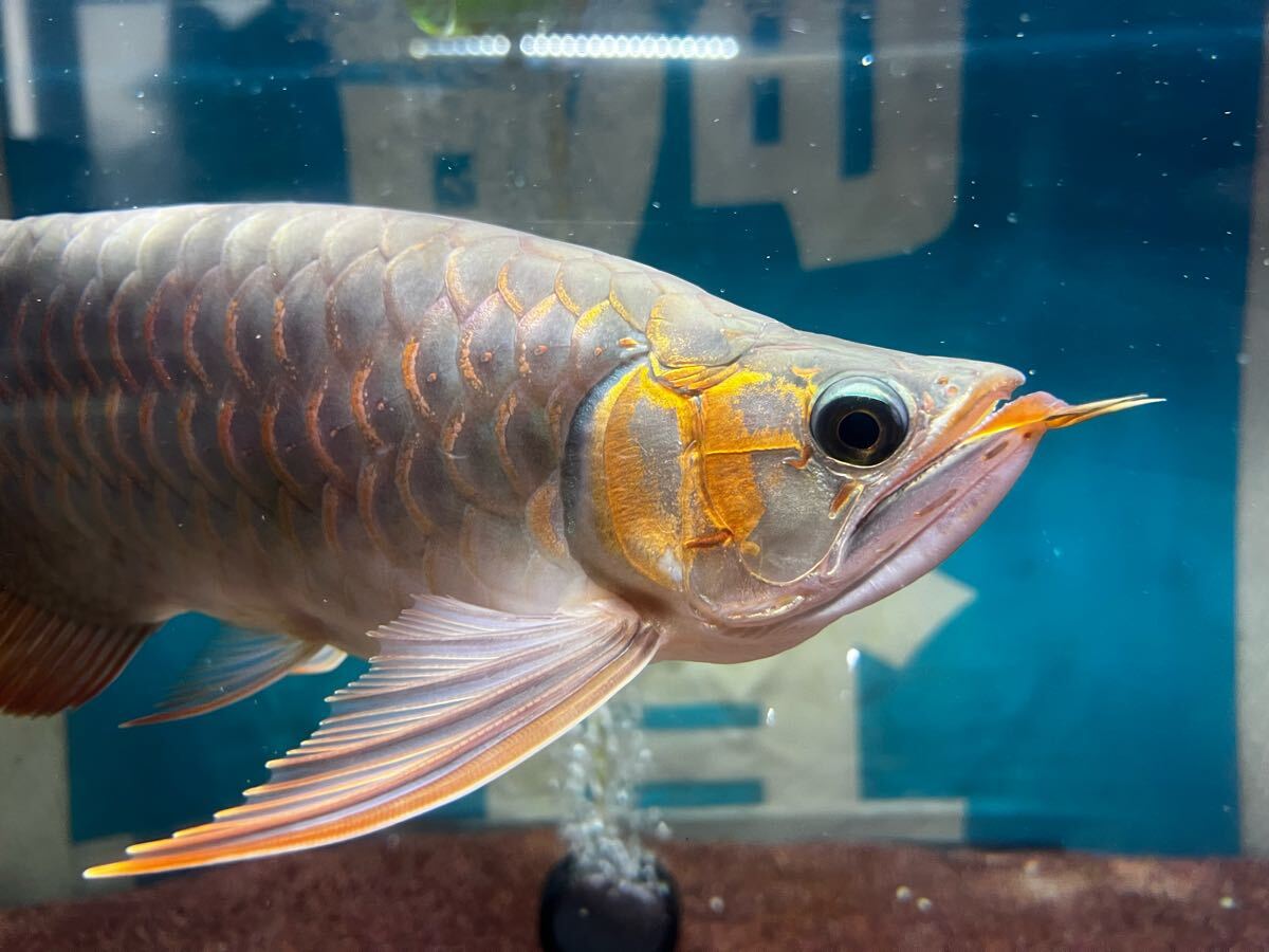Yahoo!オークション -「30センチ」(アロワナ) (淡水魚)の落札