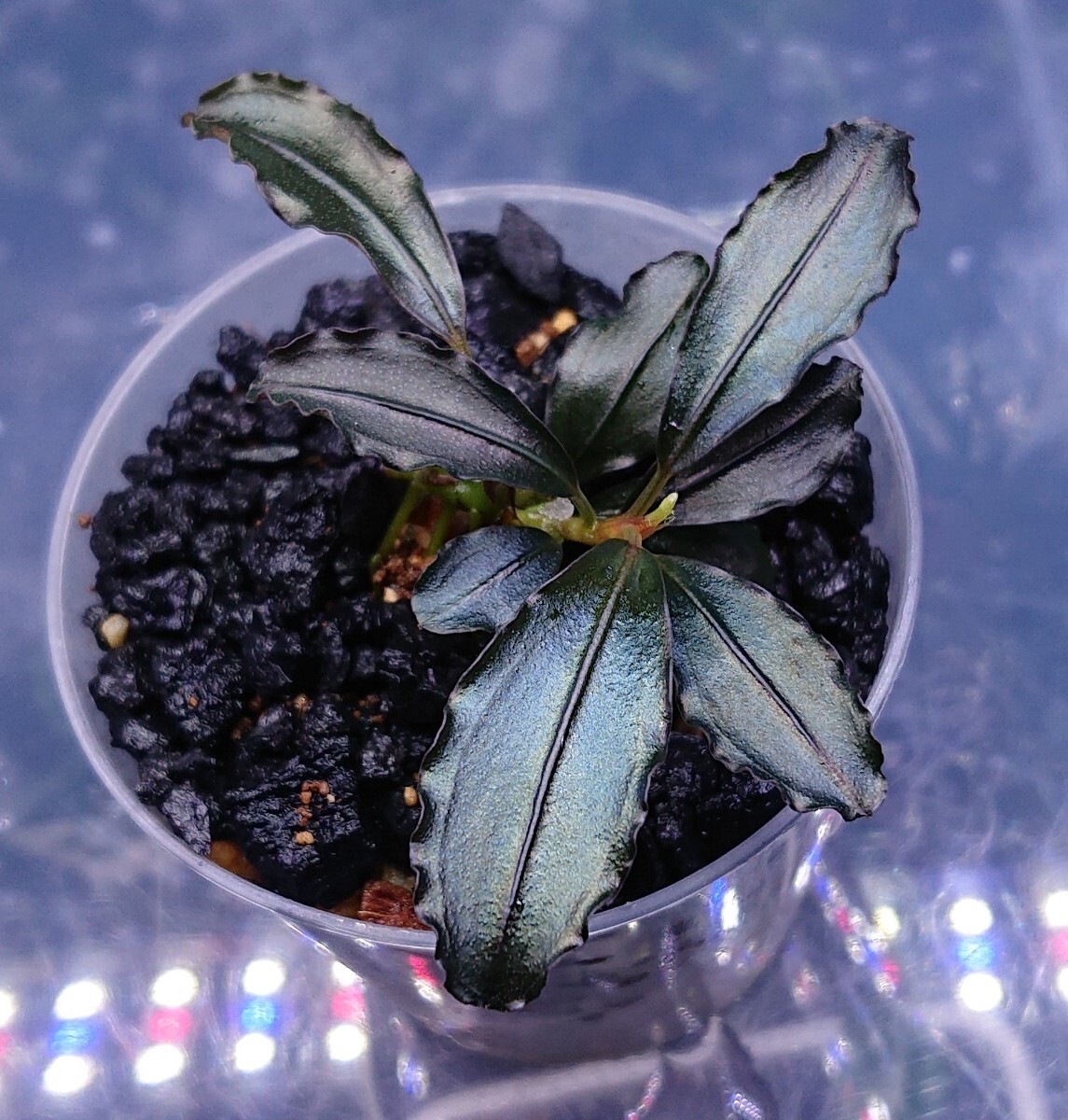 Yahoo!オークション -「ブセファランドラ」(観葉植物) の落札 Yahoo!オークション -「ブセファランドラ」(観葉植物) の落札