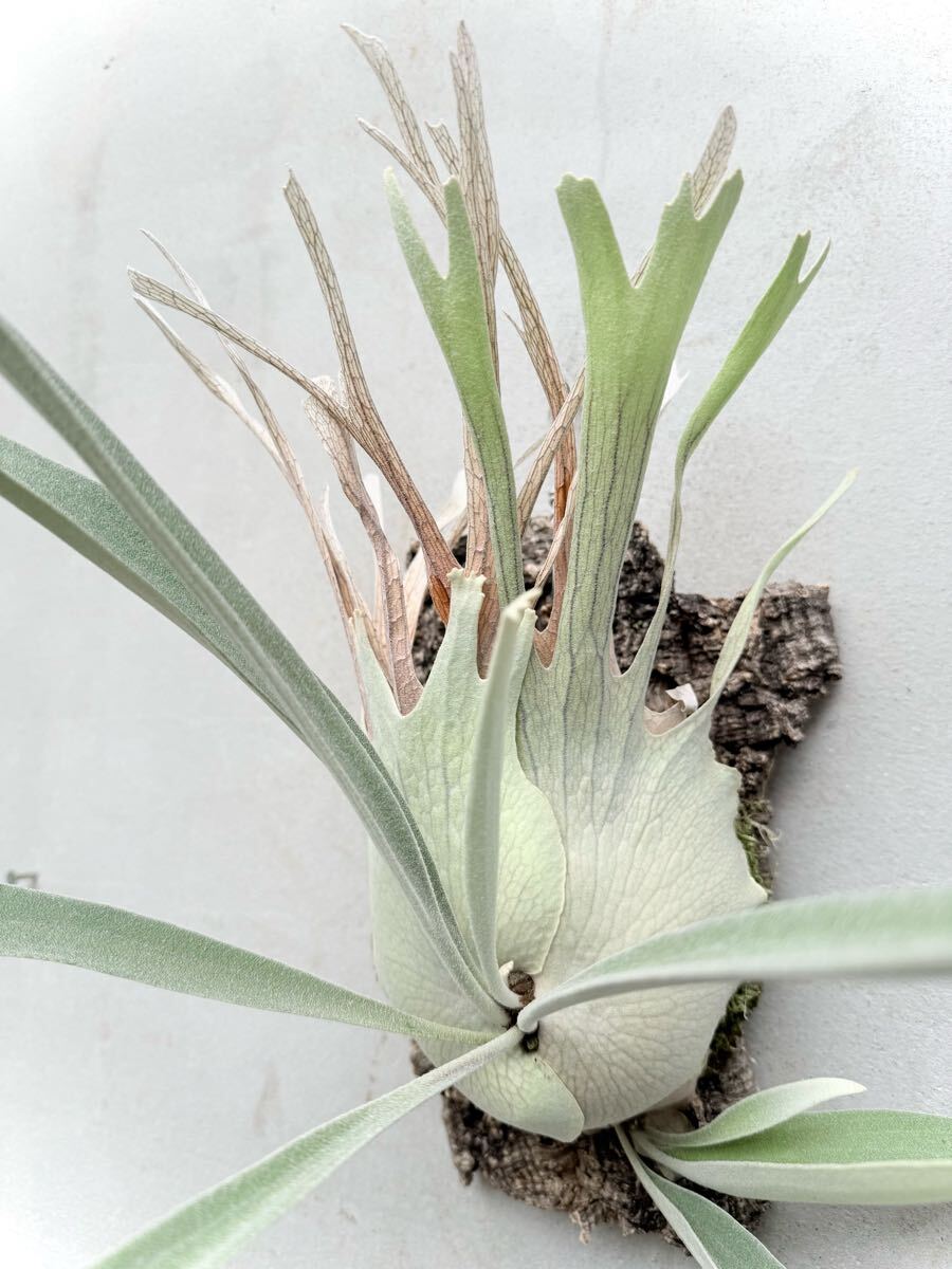 Yahoo!オークション -「p.veitchii wild」(花、園芸) の落札相場
