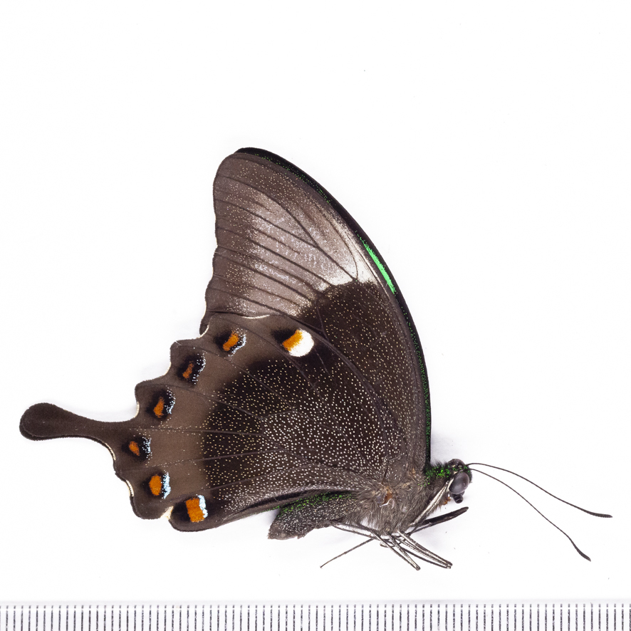 Amazon.co.jp: 未展翅昆虫標本No.07 ミカドアゲハ 亜種ナウタ