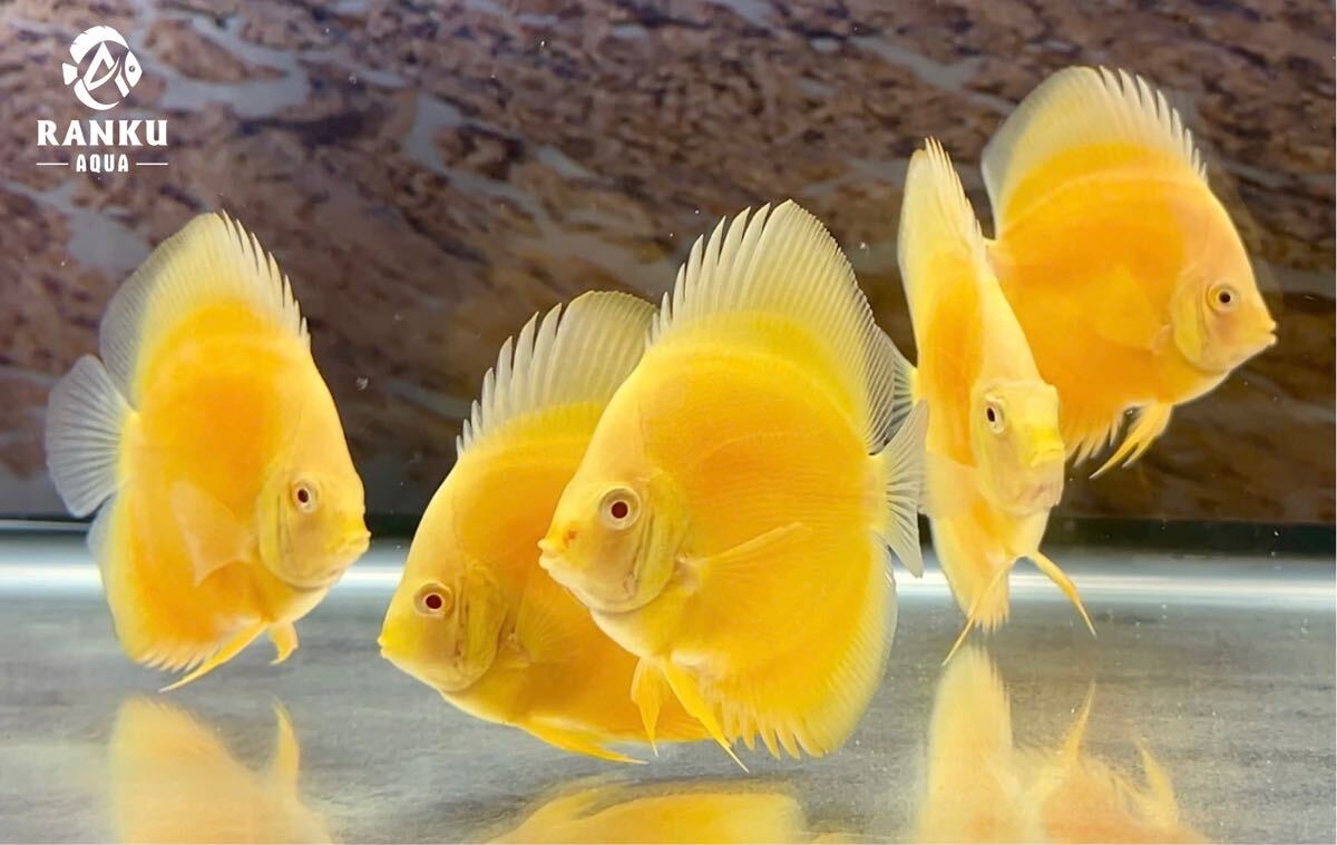 Yahoo!オークション -「アルビノ」(ディスカス) (淡水魚)の落札
